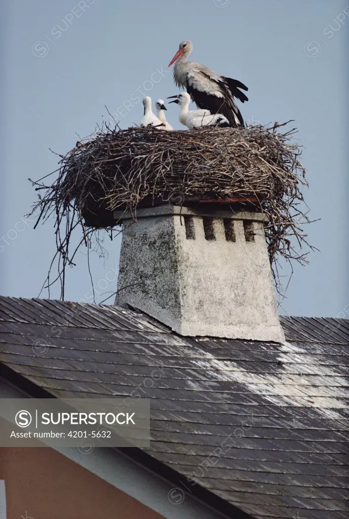 White Stork (Ciconia ciconia) and chicks nesting on a rooftop, Illmitz, Austria