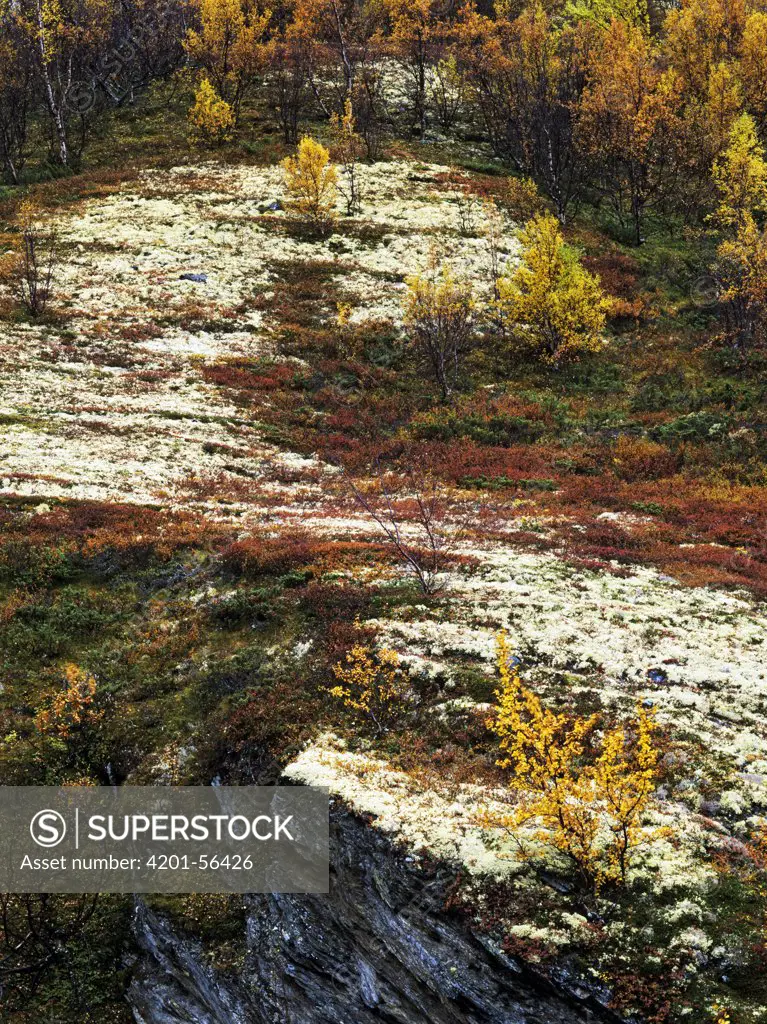 Tundra in autumn colors, Rondane, Norway
