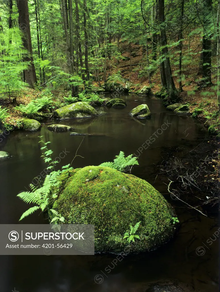 River flowing through forest, Bavarian Forest, Germany