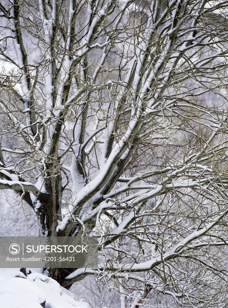 Tree covered with snow, Norway