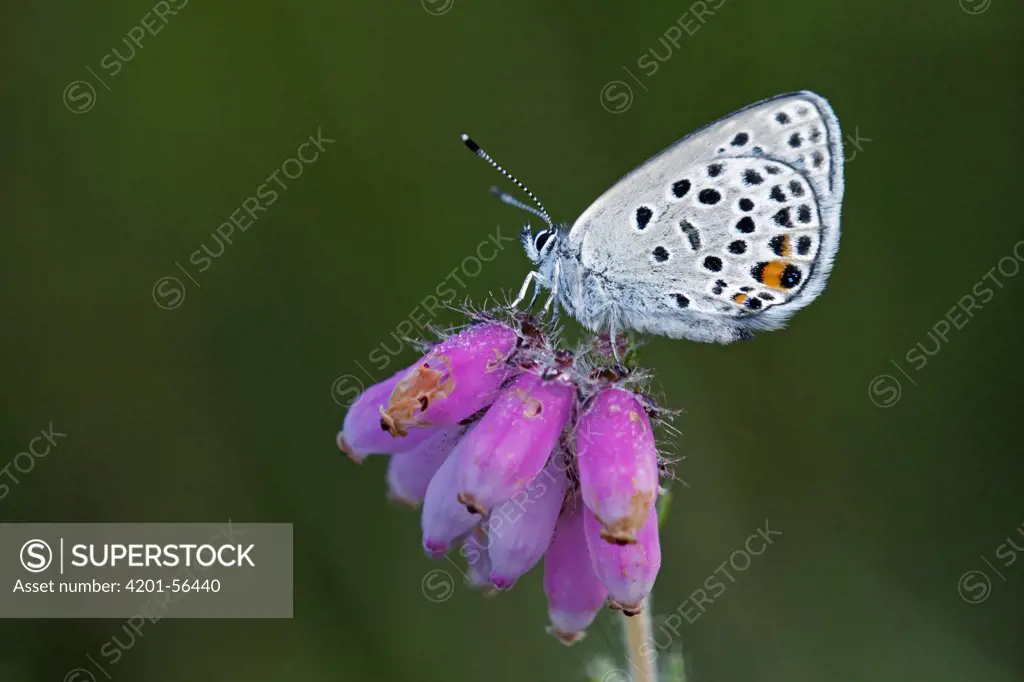 Cranberry Blue (Vacciniina optilete) butterfly on Cross-leaved Heath (Erica tetralix) flowers, Drenthe, Netherlands