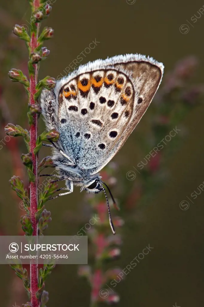 Silver-studded Blue (Plebejus argus) butterfly on Heather (Calluna vulgaris), Noord-Brabant, Netherlands