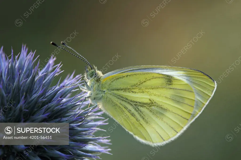 Green-veined White (Pieris napi) butterfly on Globe Thistle (Echinops ritro), Hoogeloon, Noord-Brabant, Netherlands