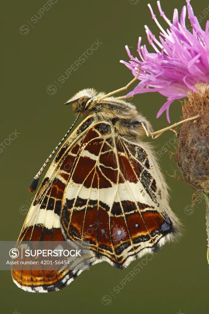 Map Butterfly (Araschnia levana) on Knapwort Harshweed (Centaurea jacea), Hoogeloon, Noord-Brabant, Netherlands