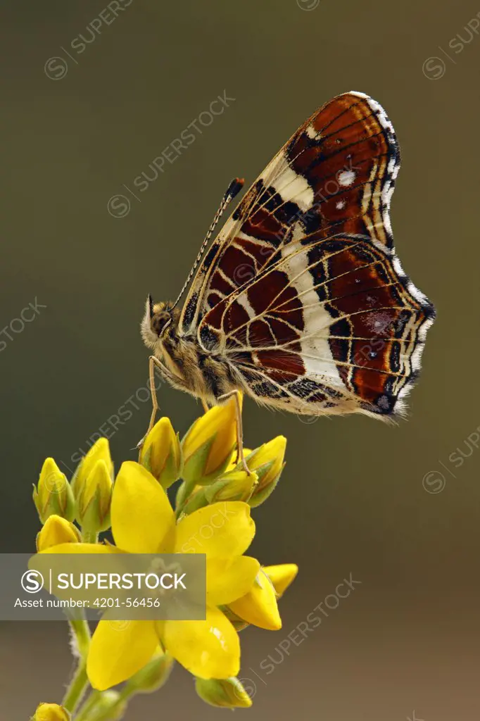 Map Butterfly (Araschnia levana) on Yellow Loosestrife (Lysimachia vulgaris), Hoogeloon, Noord-Brabant, Netherlands