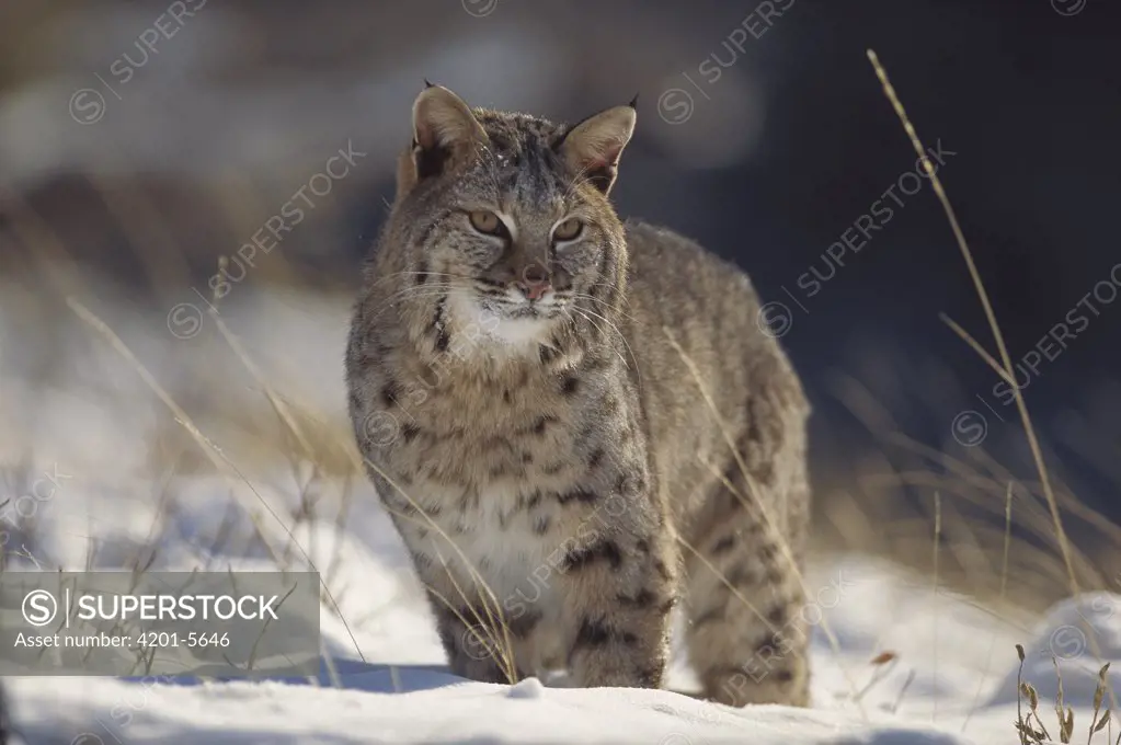 Bobcat (Lynx rufus) in snow, Montana