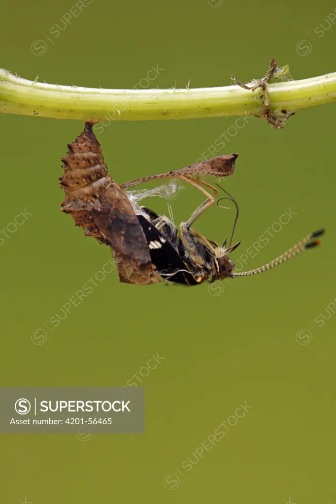 Map Butterfly (Araschnia levana) emerging from chrysalis, Hoogeloon, Noord-Brabant, Netherlands. Sequence 6 of 9