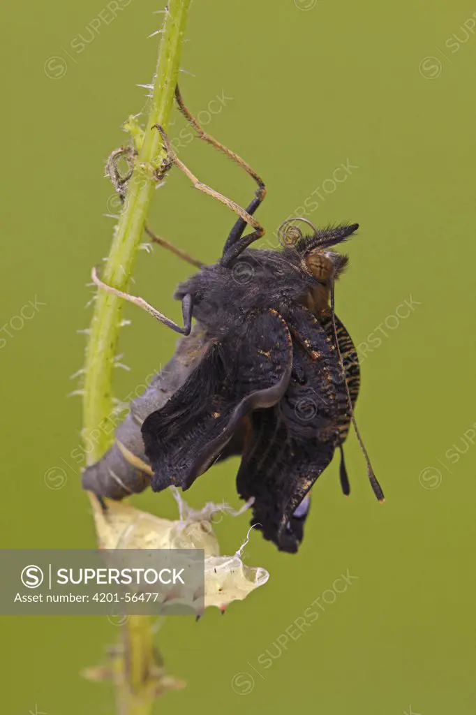 Peacock Butterfly (Inachis io) emerging from chrysalis, Hoogeloon, Noord-Brabant, Netherlands. Sequence 10 of 11