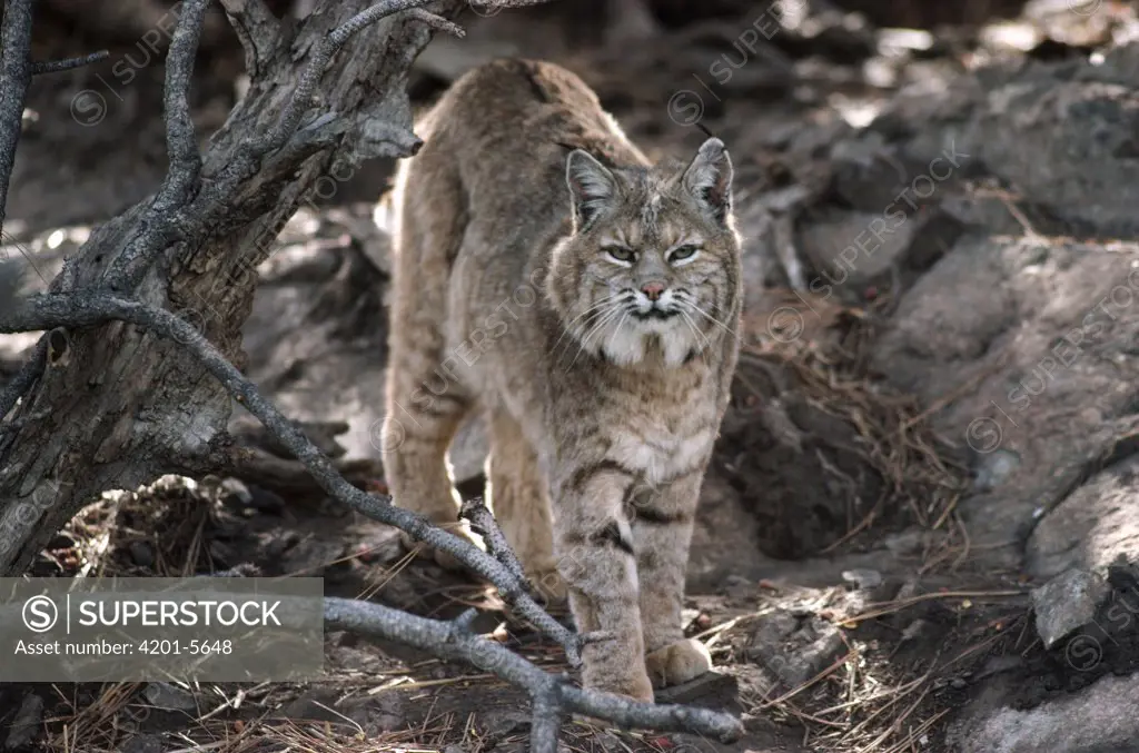 Bobcat (Lynx rufus) adult portrait, Montana