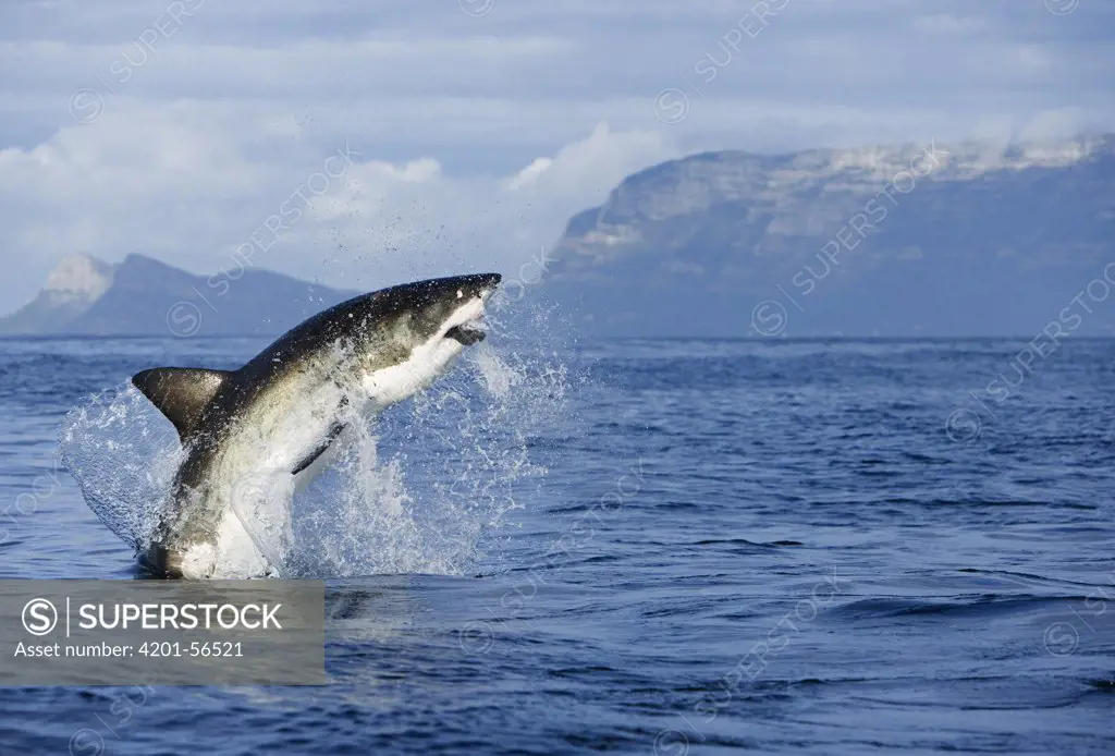 Great White Shark (Carcharodon carcharias) leaping out of the water with decoy in mouth, Seal Island, False Bay, South Africa