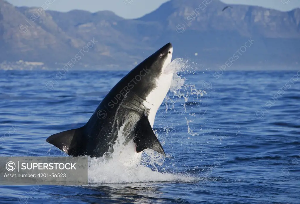 Great White Shark (Carcharodon carcharias) leaping out of the water foraging, Seal Island, False Bay, South Africa
