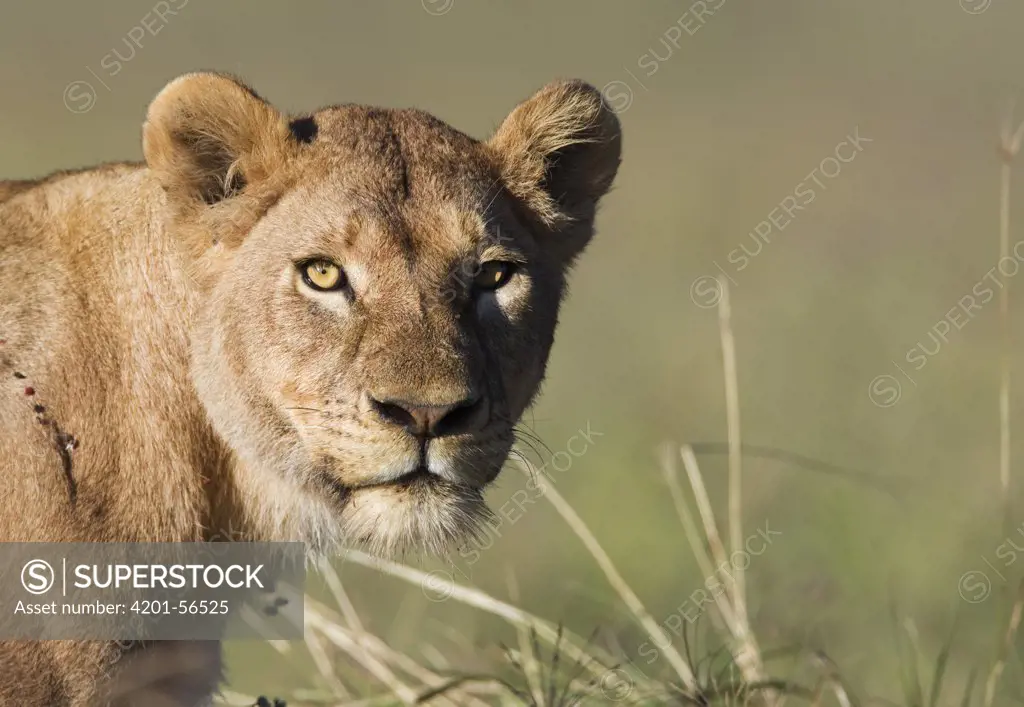 African Lion (Panthera leo) female, Ngorongoro Crater, Ngorongoro Conservation Area, Tanzania
