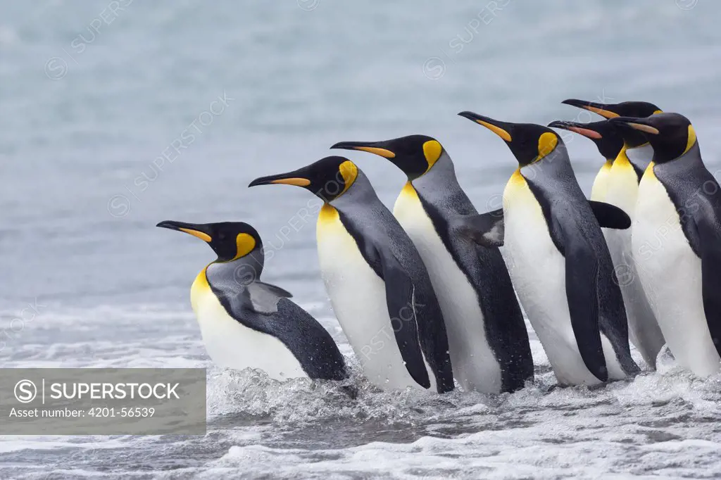 King Penguin (Aptenodytes patagonicus) group entering ocean, South Georgia Islands, Antarctica
