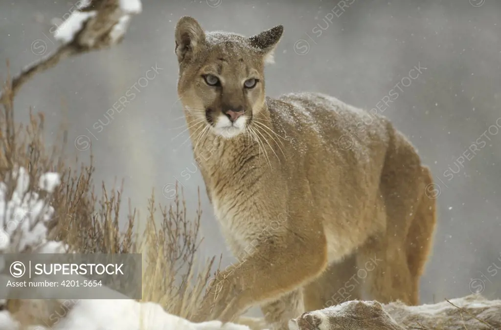 Mountain Lion (Puma concolor) adult in snowfall, North America