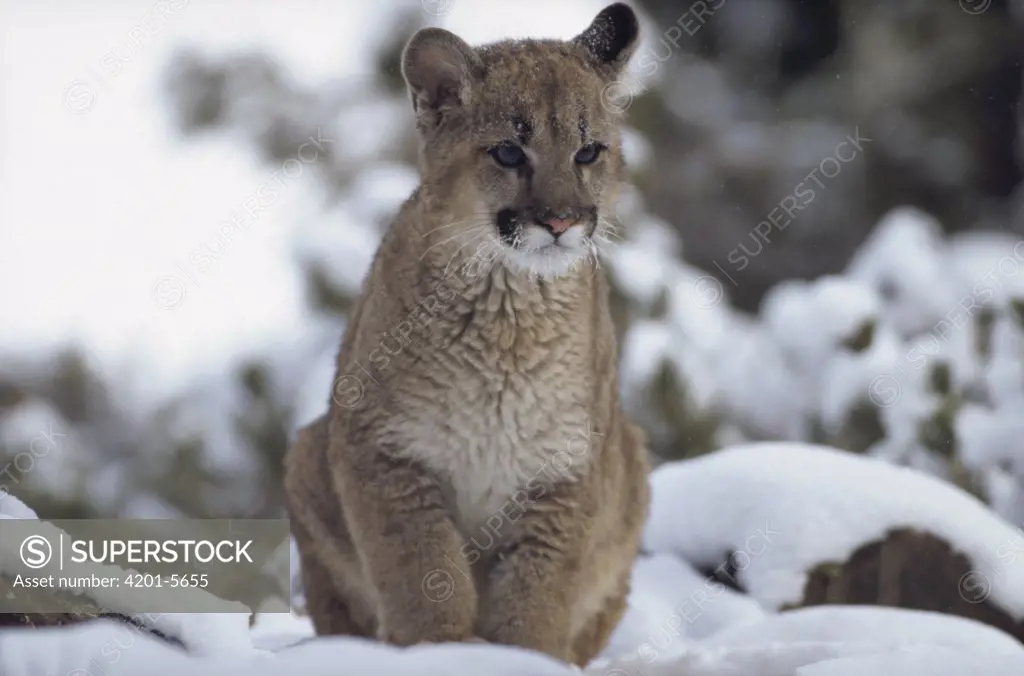 Mountain Lion (Puma concolor) juvenile in snow, North America