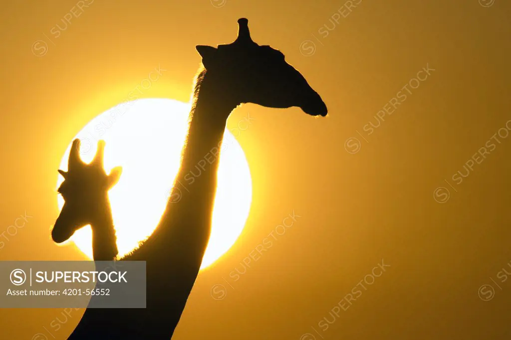 Giraffe (Giraffa camelopardalis) pair silhouetted against sunset, Etosha National Park, Namibia
