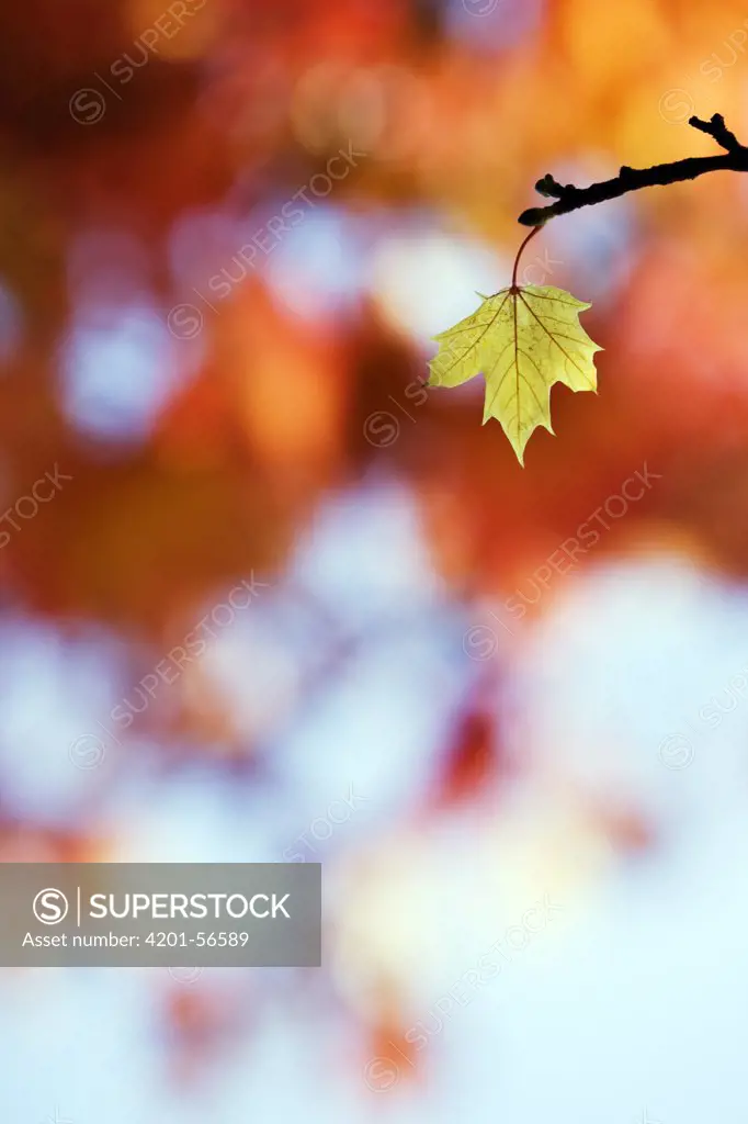 Norway Maple (Acer platanoides) autumn leaf, Germany