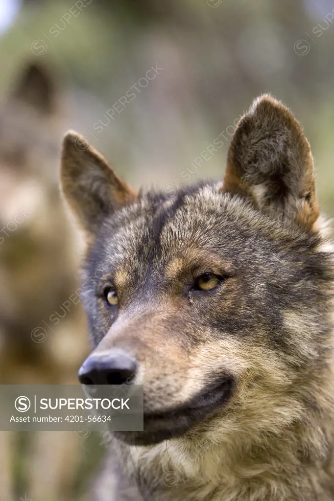 Iberian Wolf (Canis lupus signatus) portrait, Spain