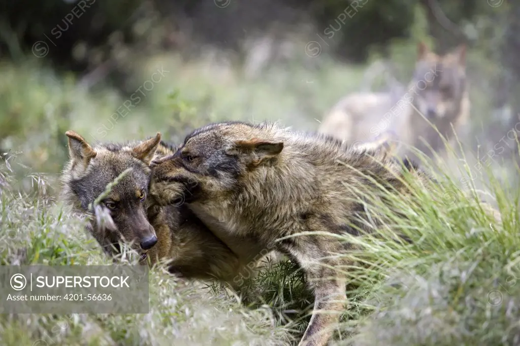 Iberian Wolf (Canis lupus signatus) pair fighting for food, Spain