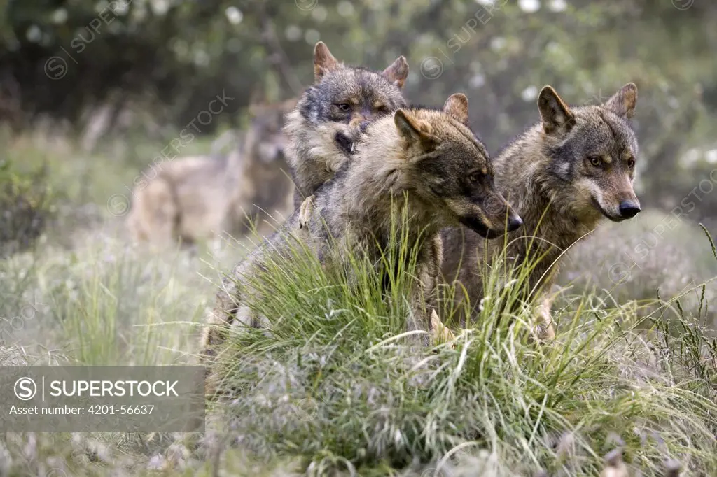 Iberian Wolf (Canis lupus signatus) group fighting for food, Spain