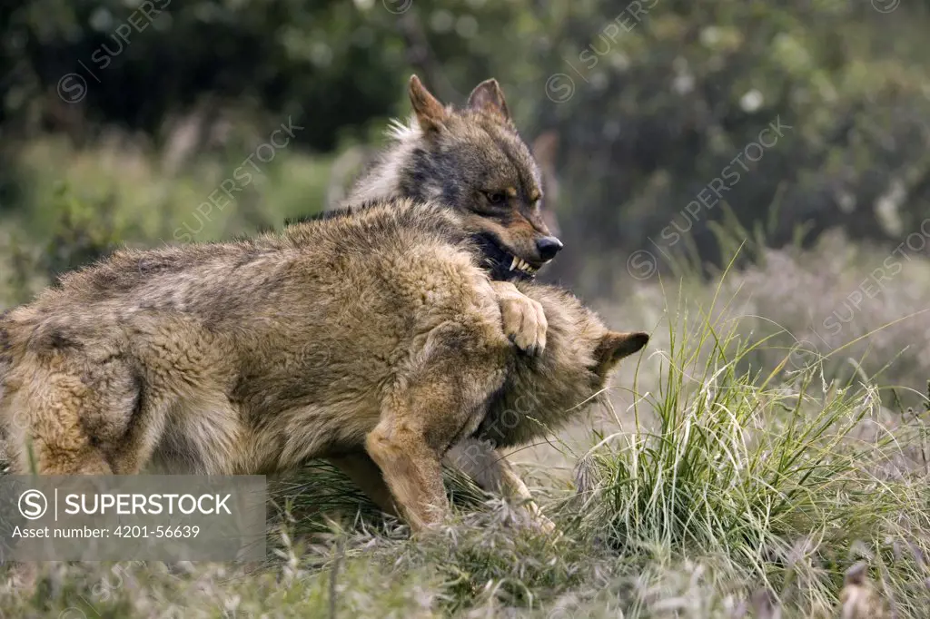Iberian Wolf (Canis lupus signatus) fighting for food, Spain