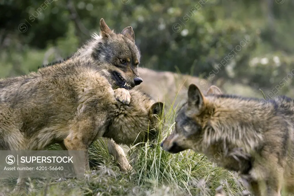 Iberian Wolf (Canis lupus signatus) group fighting for food, Spain