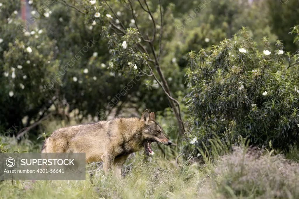 Iberian Wolf (Canis lupus signatus) yawning, Spain