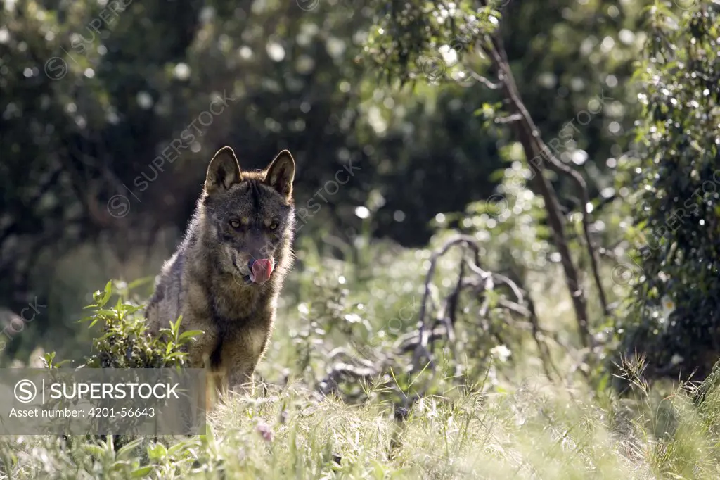 Iberian Wolf (Canis lupus signatus) licking itself, Spain