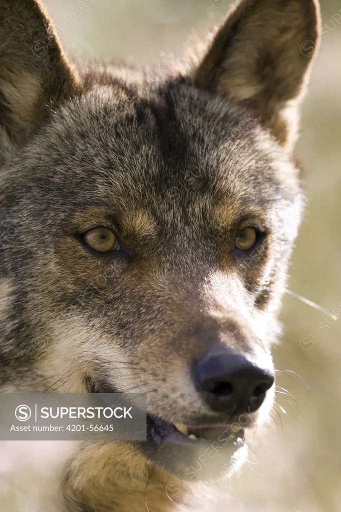 Iberian Wolf (Canis lupus signatus), Spain