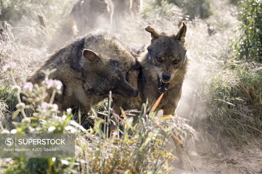 Iberian Wolf (Canis lupus signatus) pair fighting for food, Spain