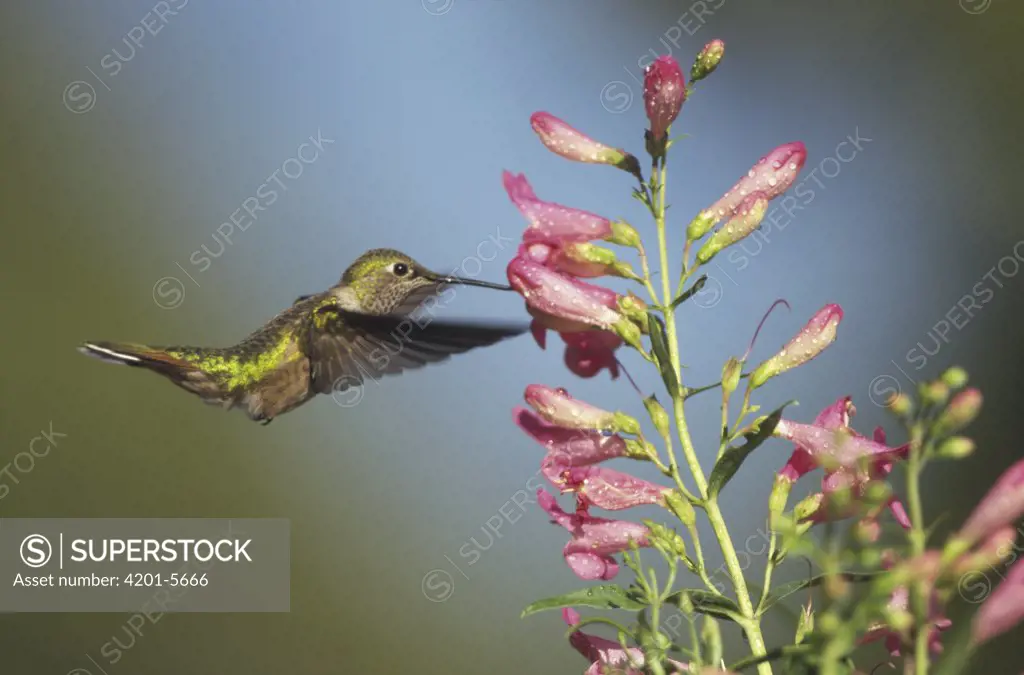 Broad-tailed Hummingbird (Selasphorus platycercus) juvenile feeding on flowers, New Mexico