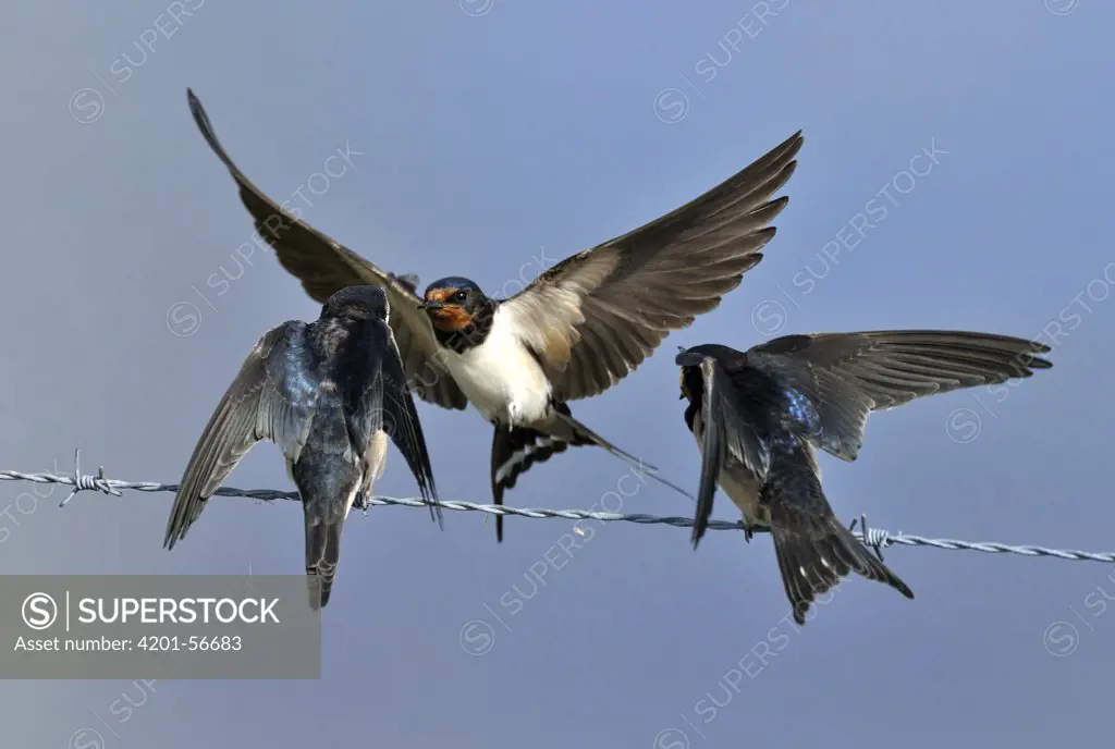 Barn Swallow (Hirundo rustica) feeding chick, Zeeland, Netherlands