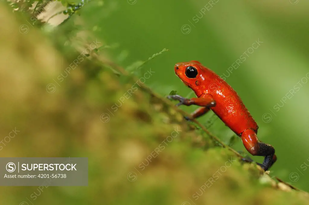 Strawberry Poison Dart Frog (Dendrobates pumilio), Laguna del Lagarto, Boca Tapada, Costa Rica