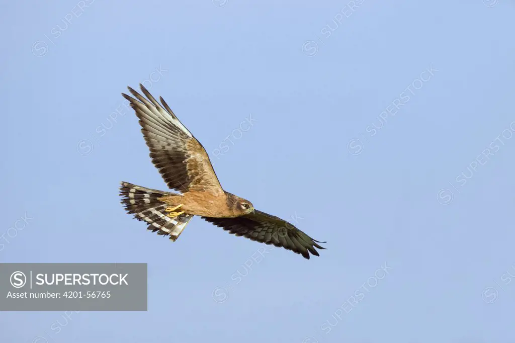 Montagu's Harrier (Circus pygargus) juvenile flying, Biebzra, Poland