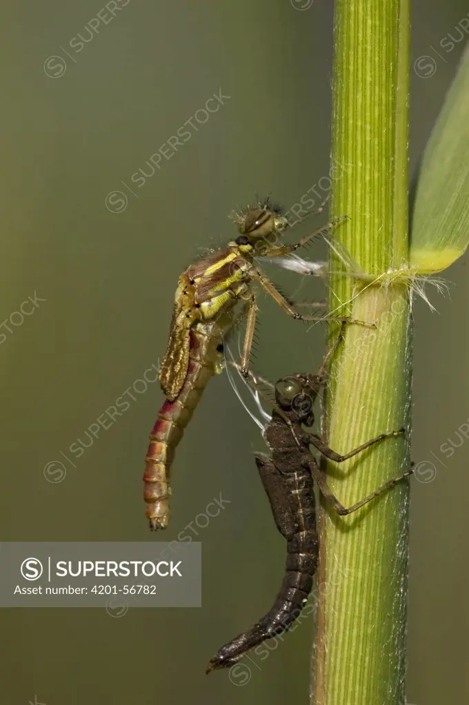 Large Red Damselfly (Pyrrhosoma nymphula) emerging from nymph, Erp, Noord-Brabant, Netherlands. Sequence 3 of 4