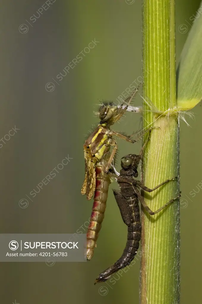 Large Red Damselfly (Pyrrhosoma nymphula) emerging from nymph, Erp, Noord-Brabant, Netherlands. Sequence 4 of 4