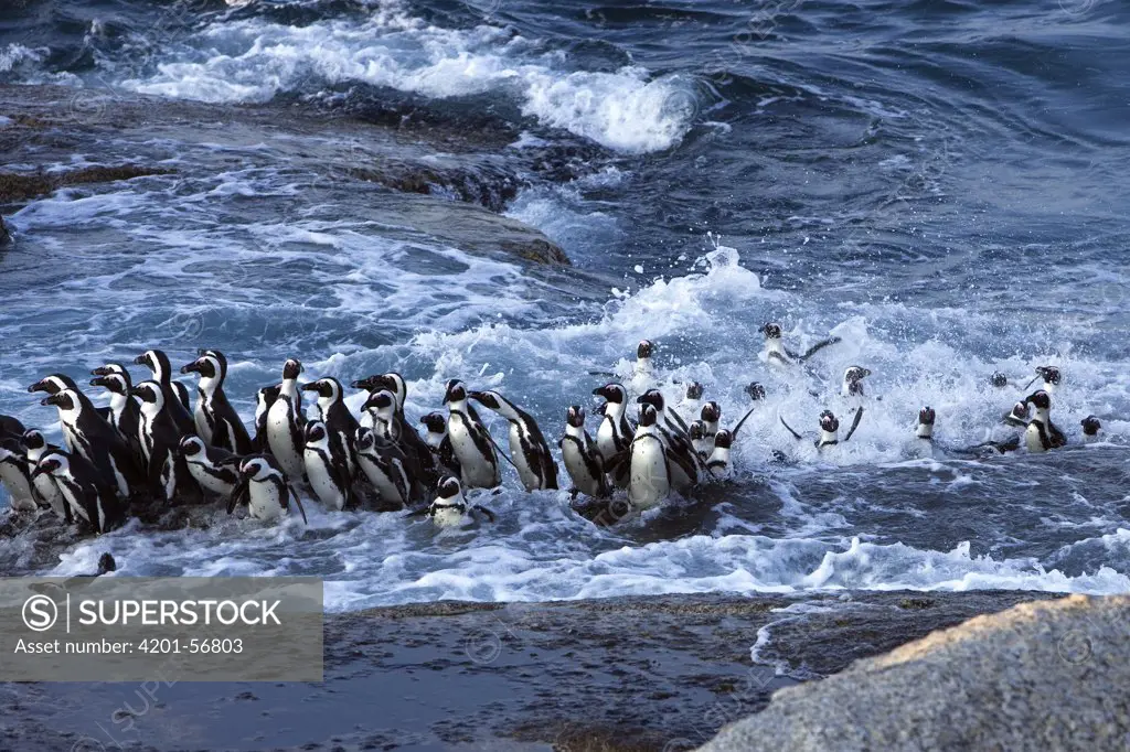 Black-footed Penguin (Spheniscus demersus) group landing on rocky shore in the surf, Cape Province, South Africa