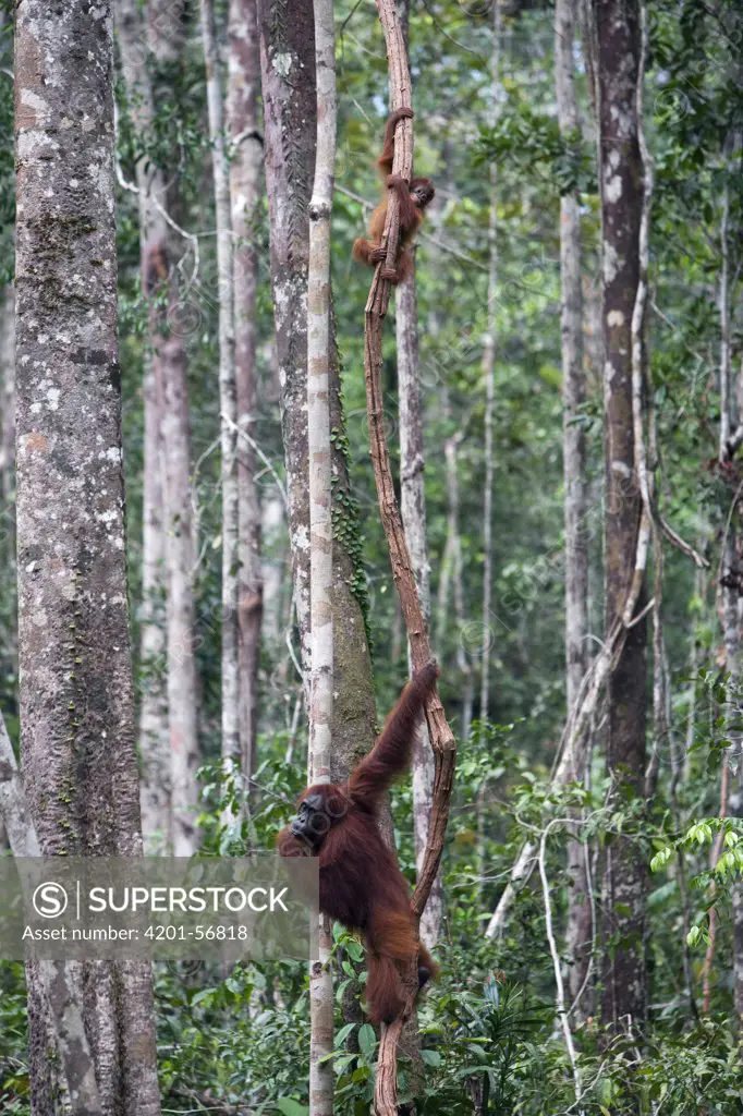 Orangutan (Pongo pygmaeus) mother and baby, Tanjung Puting National Park, Borneo, Malaysia, Indonesia