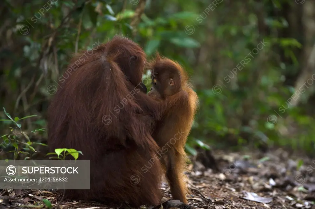 Orangutan (Pongo pygmaeus) female with infant, Tanjung Puting National Park, Borneo, Malaysia, Indonesia