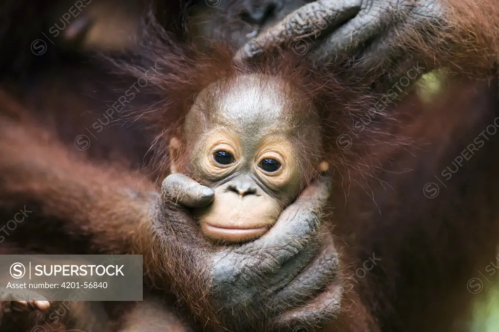 Orangutan (Pongo pygmaeus) baby held in its mothers hands, Tanjung Puting National Park, Borneo, Malaysia, Indonesia