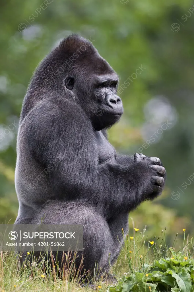 Western Lowland Gorilla (Gorilla gorilla gorilla) silverback, Netherlands
