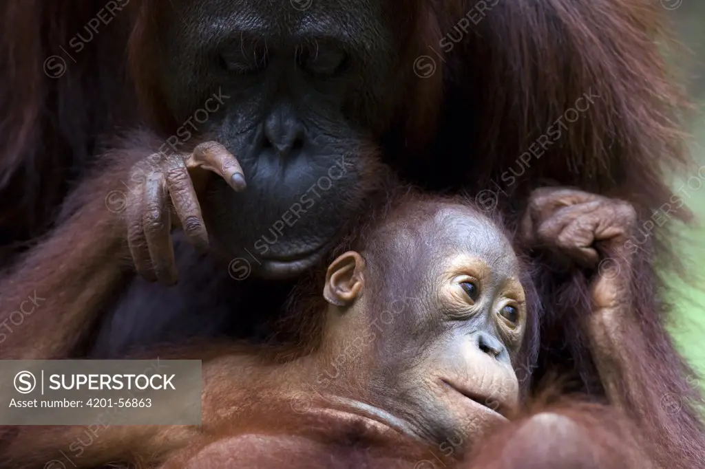 Orangutan (Pongo pygmaeus) baby and mother, Tanjung Puting National Park, Borneo, Malaysia, Indonesia