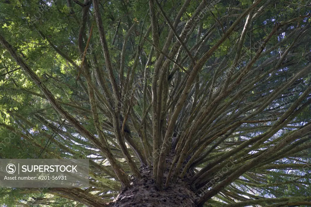 Coast Redwood (Sequoia sempervirens) tree, Rotorua, New Zealand