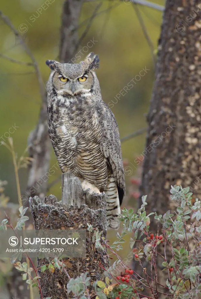 Great Horned Owl (Bubo virginianus) in its pale form perching on snag, British Columbia, Canada