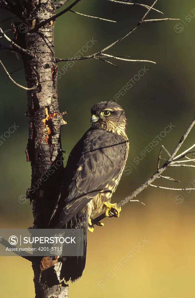 Merlin (Falco columbarius) perching in a tree, North America