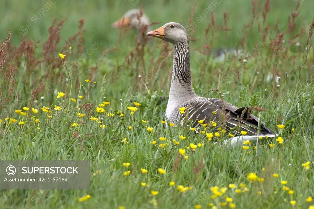 Greylag Goose (Anser anser), Texel, Netherlands