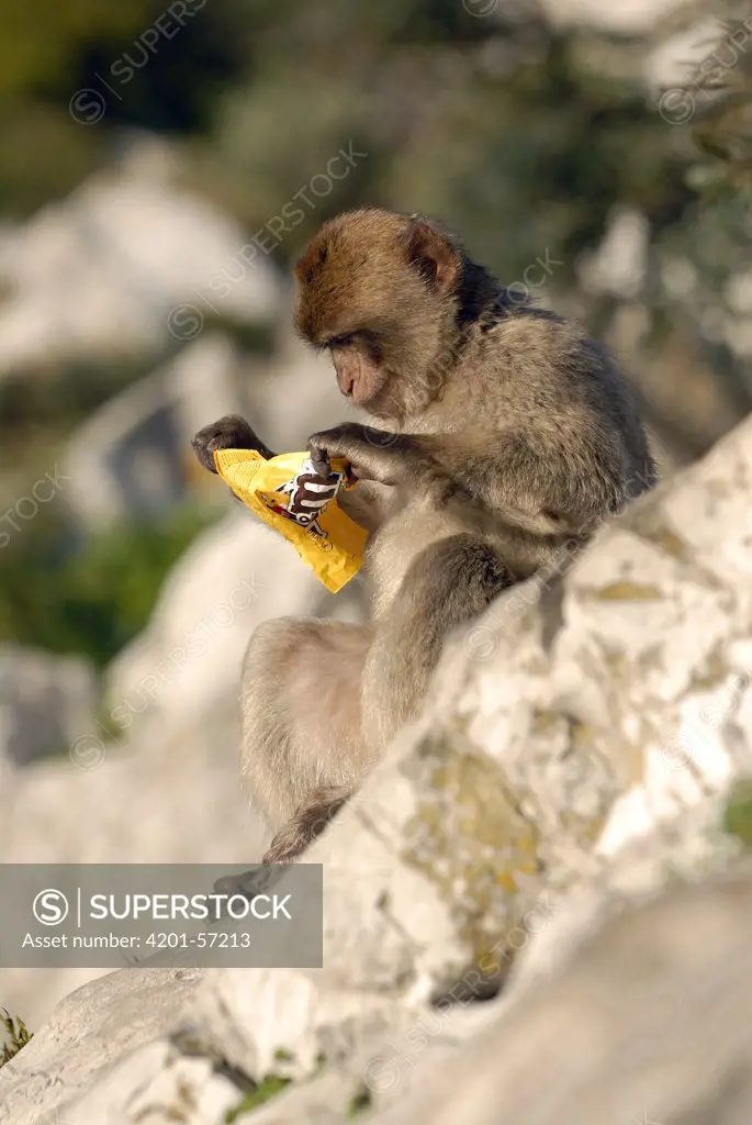 Barbary Macaque (Macaca sylvanus) young adult eating from candy wrapper, Rock of Gibraltar, United Kingdom