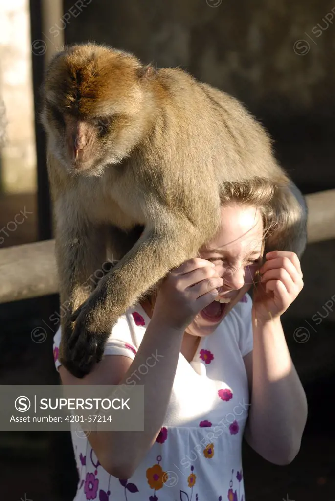 Barbary Macaque (Macaca sylvanus) sitting on the head of a girl, Rock of Gibraltar, United Kingdom