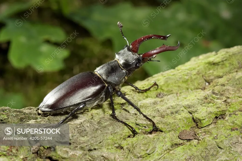 Stag Beetle (Lucanus cervus) male, Limburg, Netherlands