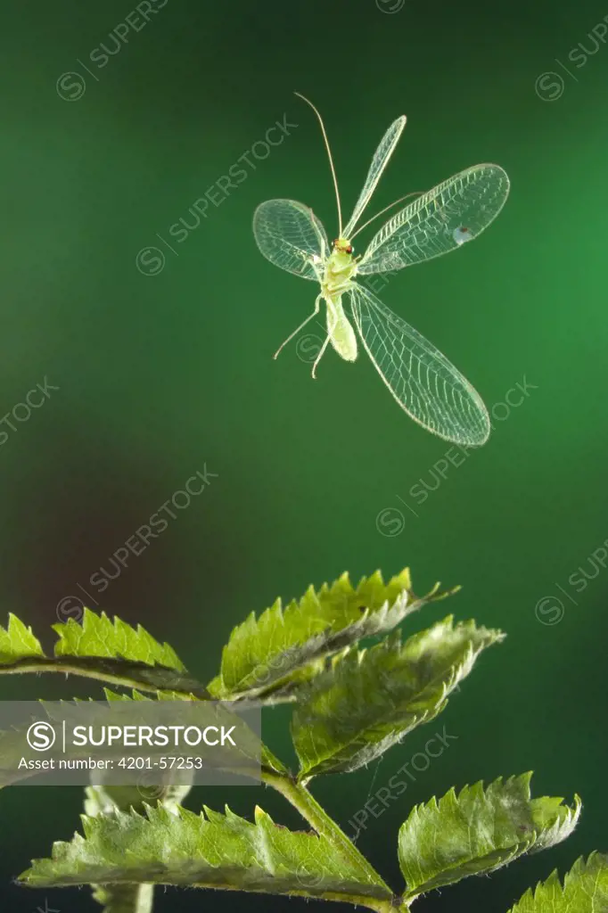 Green Lacewing (Chrysopa carnea) flying, Malden, Gelderland, Netherlands